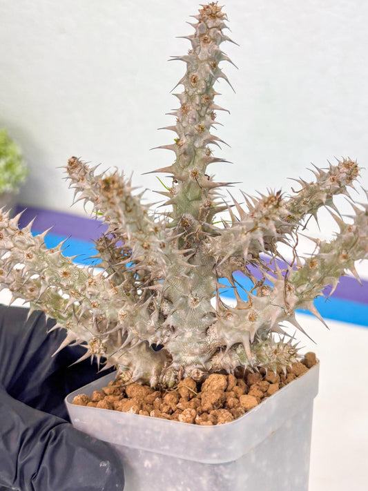 Euphorb Genoudiana (10) | imported Plants