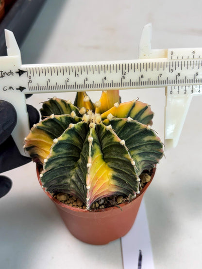 Gymnocalycium Lb Hybrid (gy3) (r1) | Imported Plants
