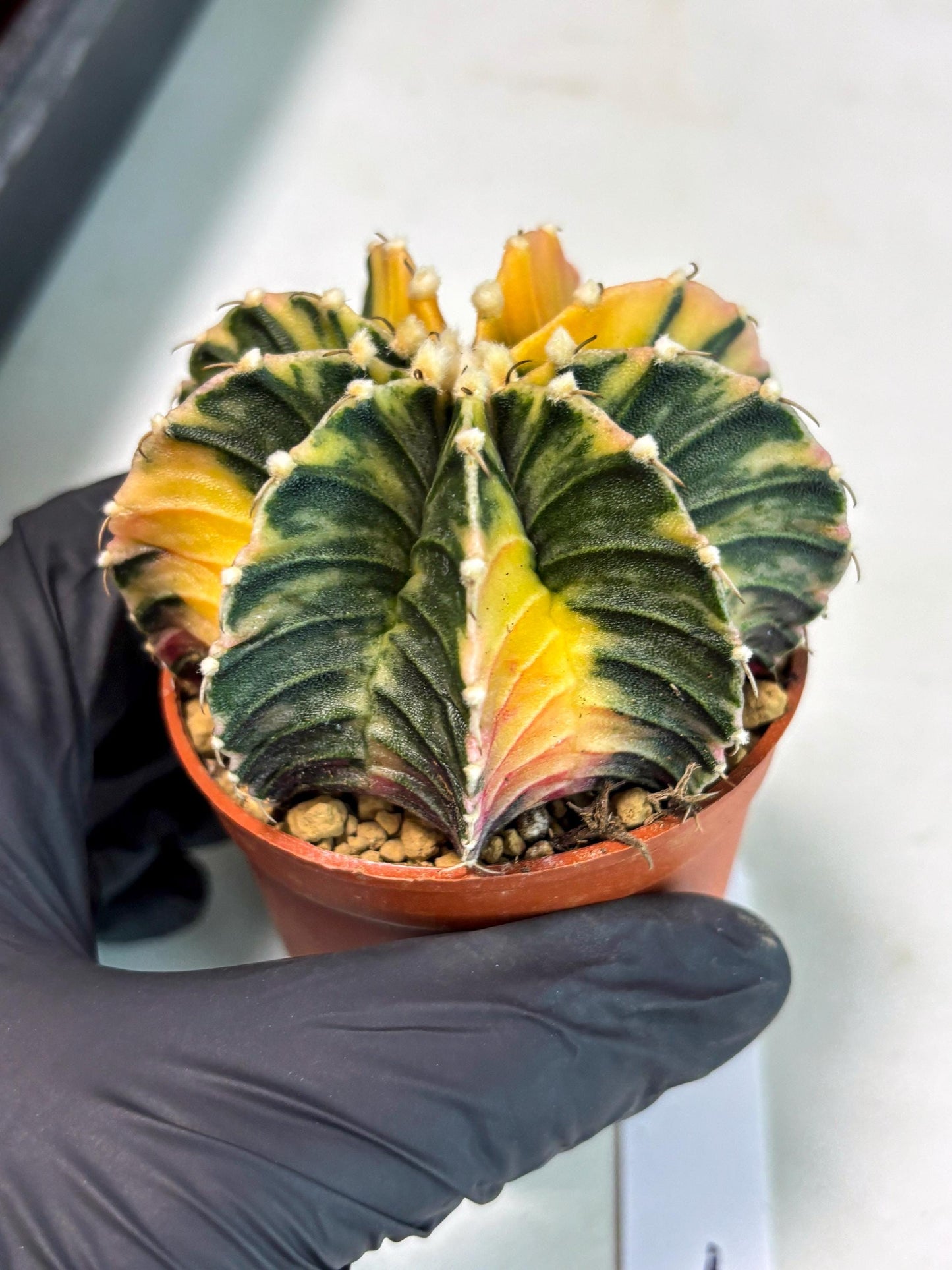 Gymnocalycium Lb Hybrid (gy3) (r1) | Imported Plants