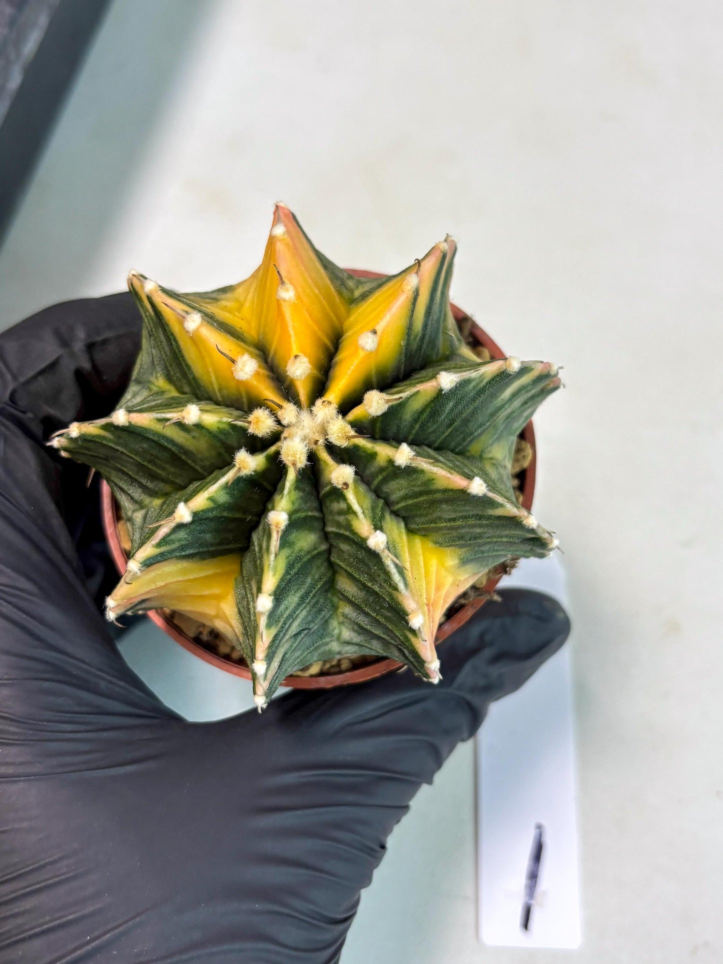 Gymnocalycium Lb Hybrid (gy3) (r1) | Imported Plants