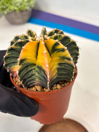 Gymnocalycium Lb Hybrid (gy3) (r1) | Imported Plants