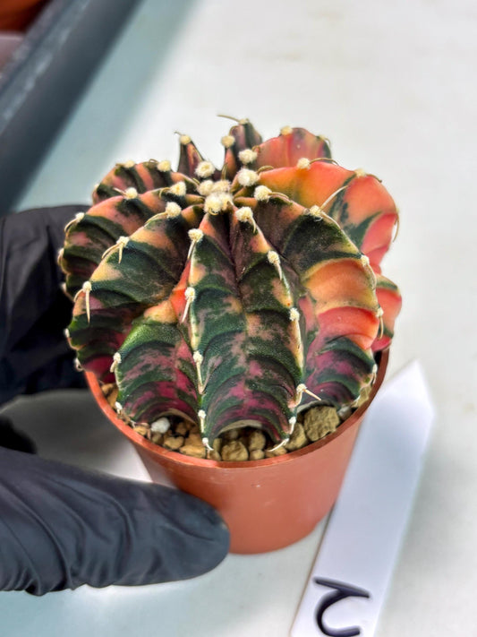 Gymnocalycium Lb Hybrid (gy3) (r2) | Imported Plants