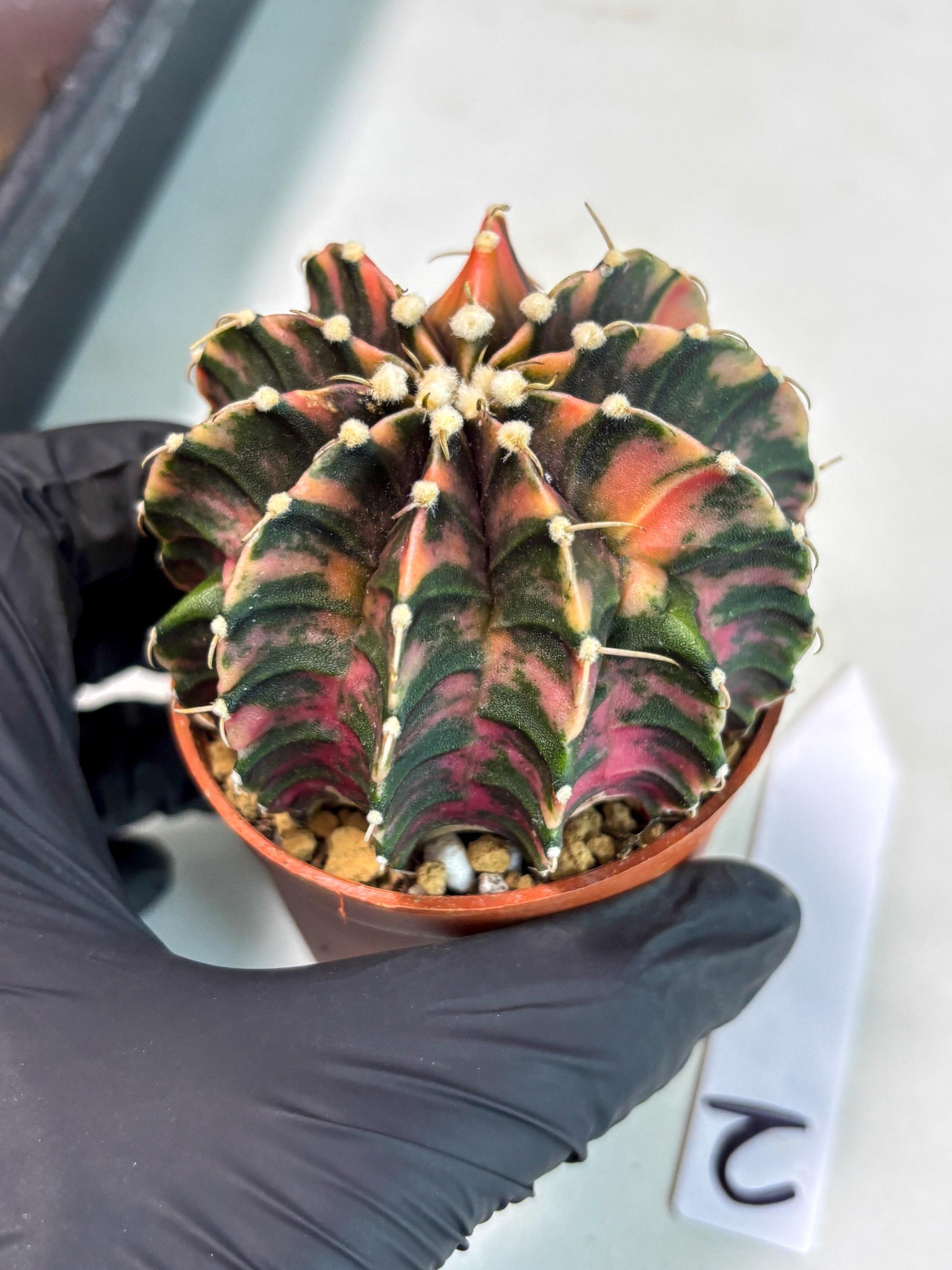 Gymnocalycium Lb Hybrid (gy3) (r2) | Imported Plants