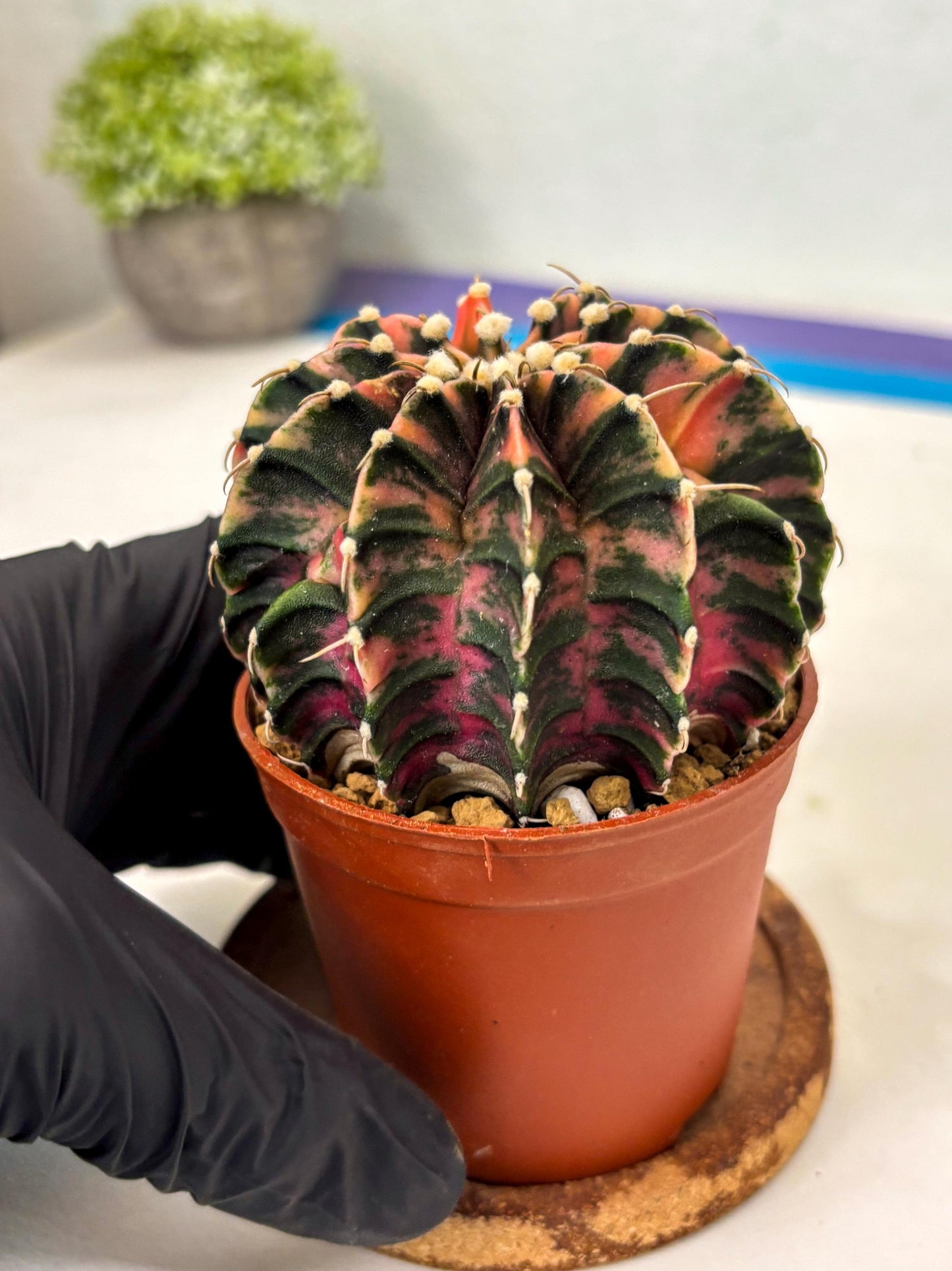 Gymnocalycium Lb Hybrid (gy3) (r2) | Imported Plants