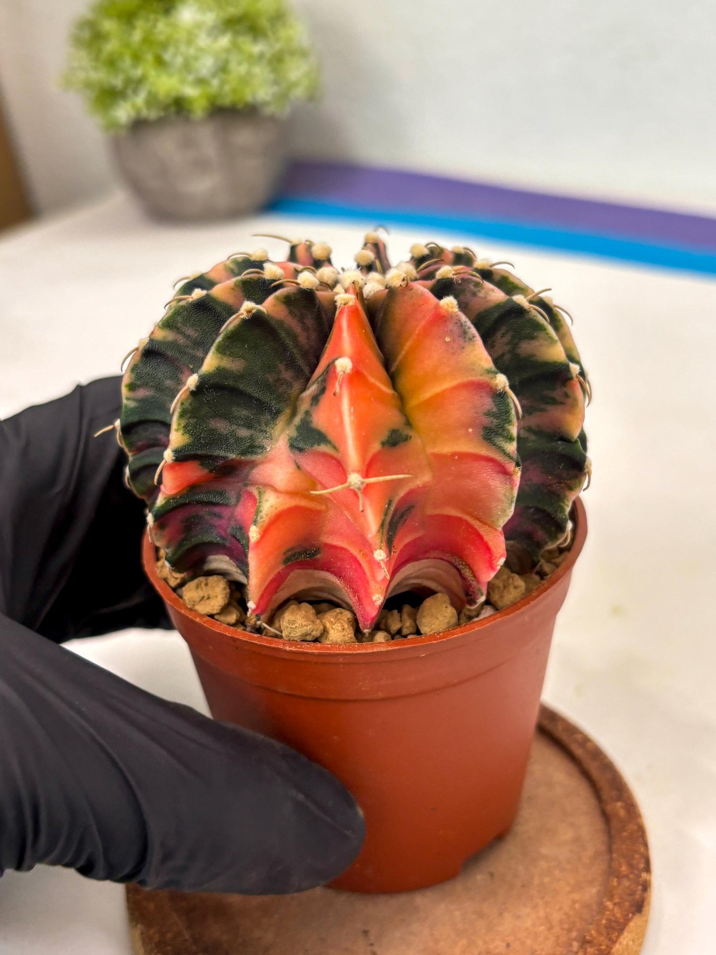 Gymnocalycium Lb Hybrid (gy3) (r2) | Imported Plants