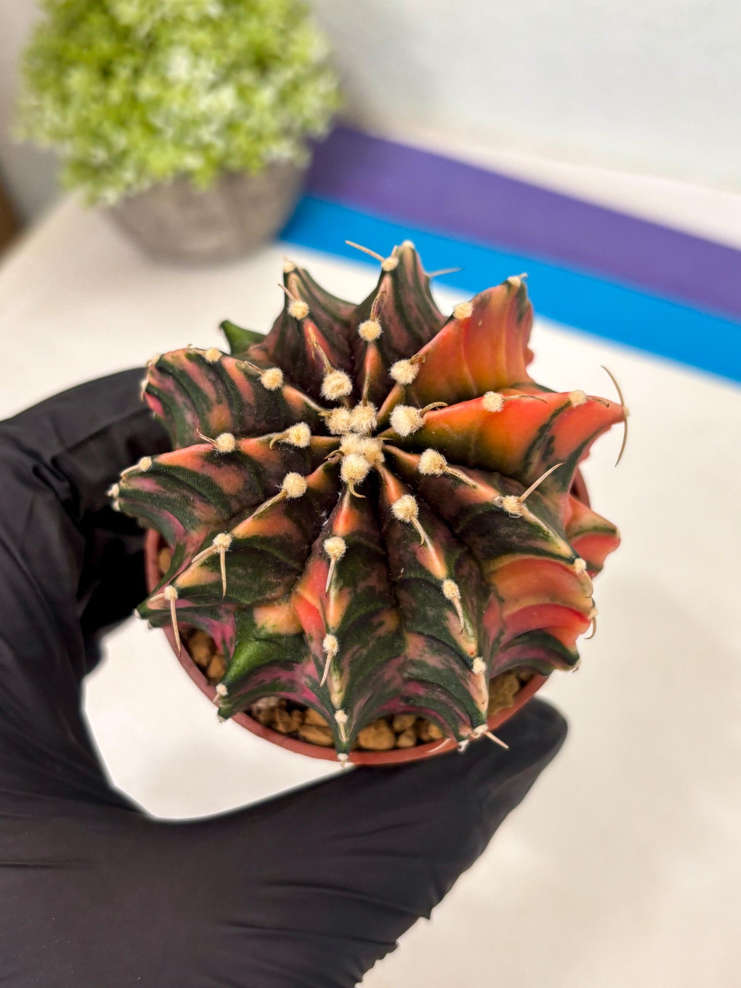 Gymnocalycium Lb Hybrid (gy3) (r2) | Imported Plants