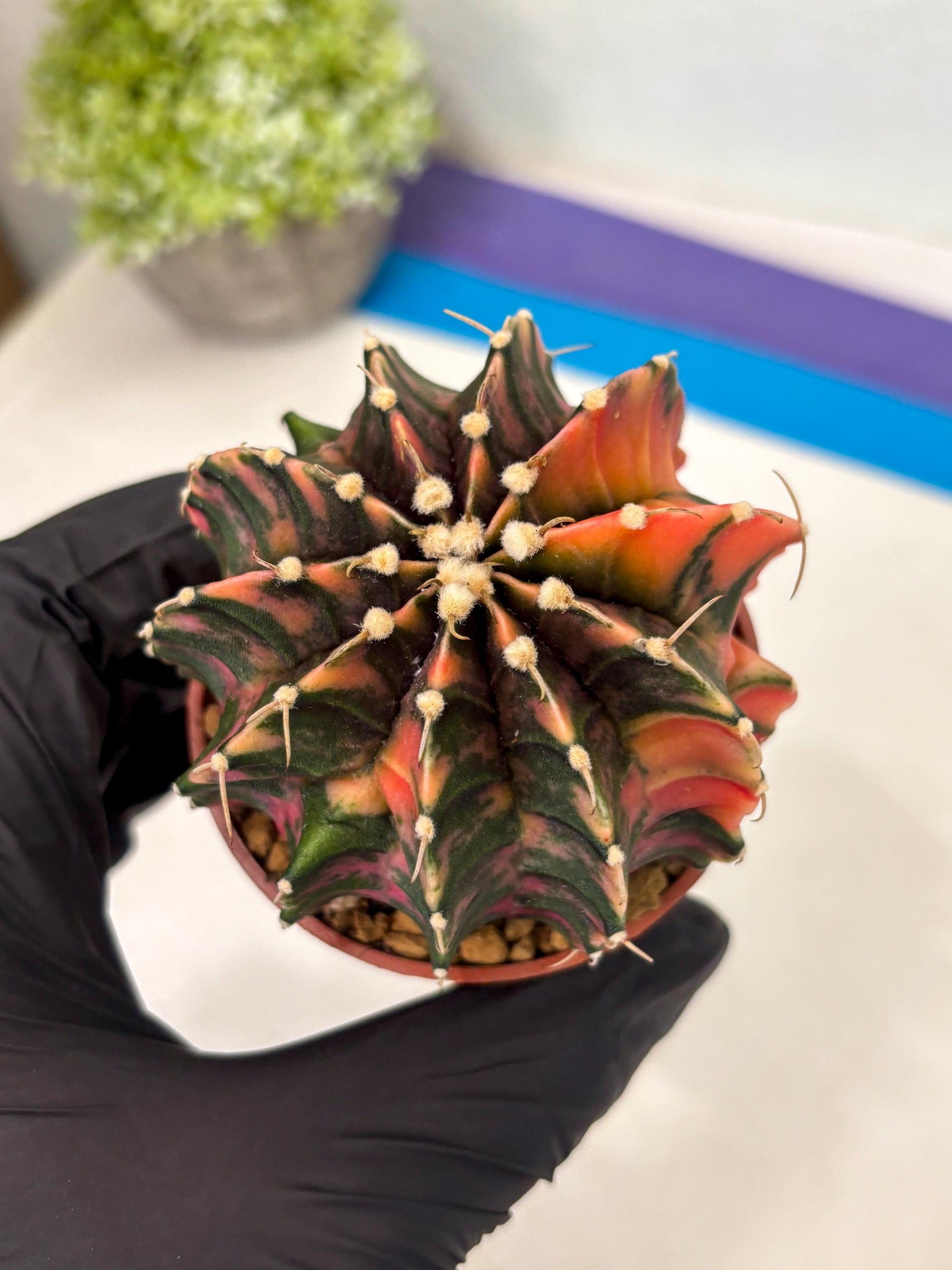 Gymnocalycium Lb Hybrid (gy3) (r2) | Imported Plants