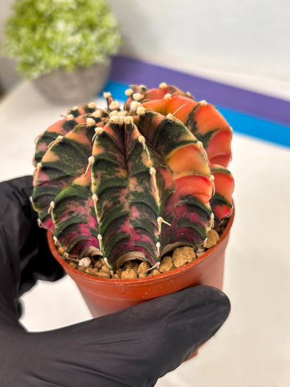 Gymnocalycium Lb Hybrid (gy3) (r2) | Imported Plants