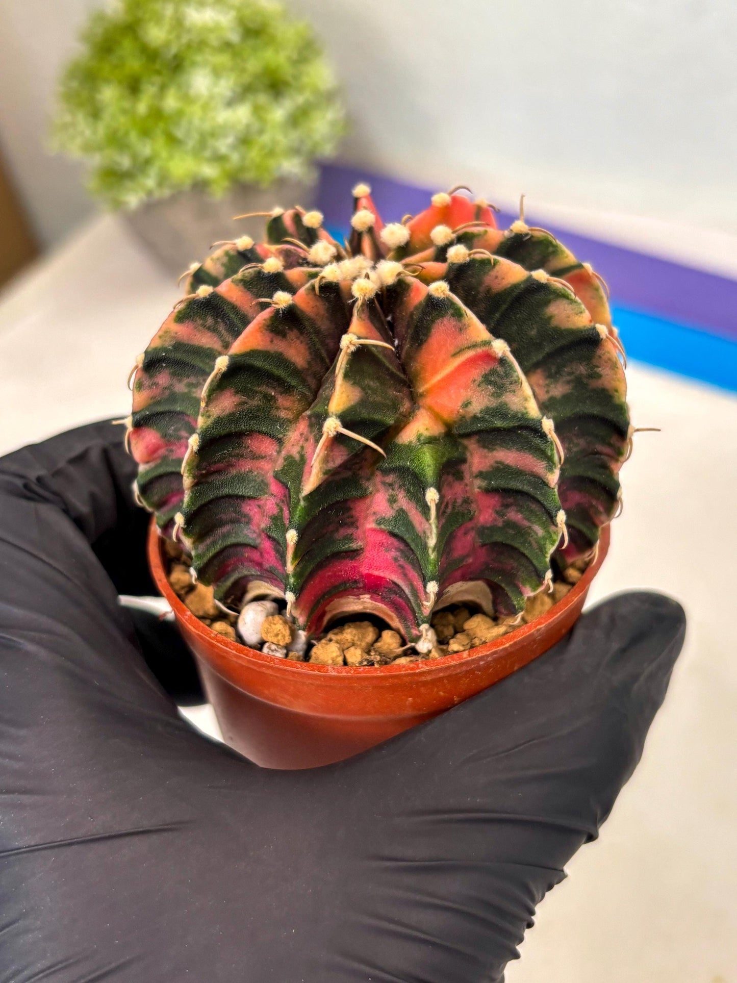 Gymnocalycium Lb Hybrid (gy3) (r2) | Imported Plants