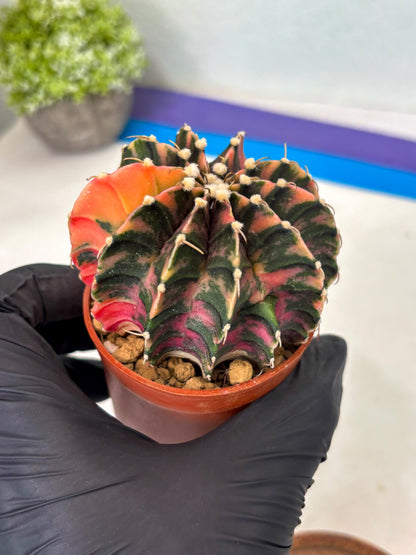 Gymnocalycium Lb Hybrid (gy3) (r2) | Imported Plants