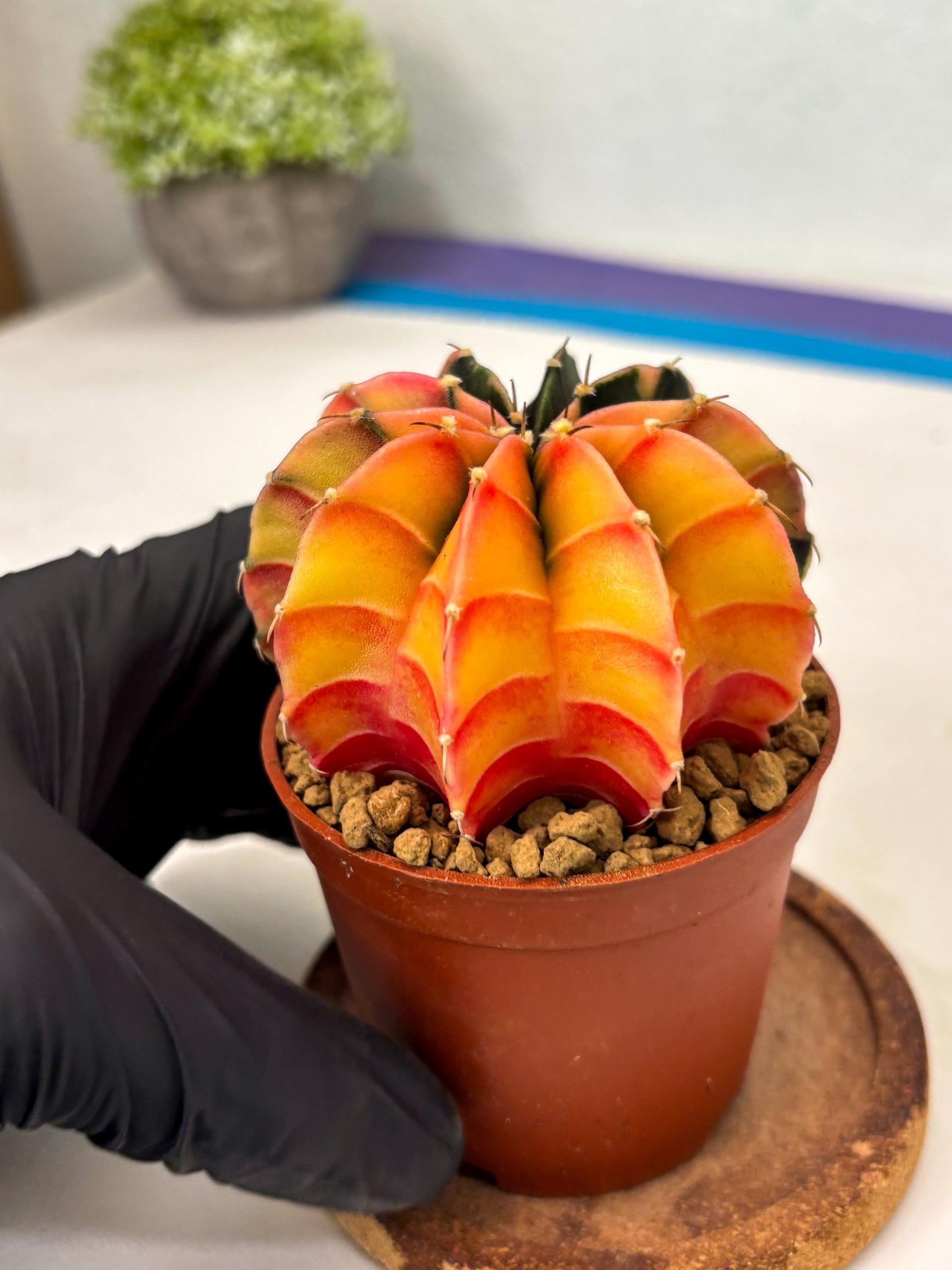Gymnocalycium Lb Hybrid (gy3) (r3) | Imported Plants