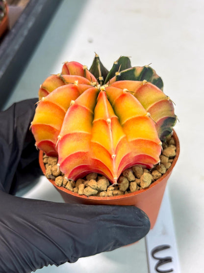 Gymnocalycium Lb Hybrid (gy3) (r3) | Imported Plants