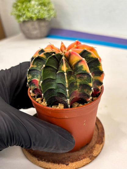 Gymnocalycium Lb Hybrid (gy3) (r3) | Imported Plants