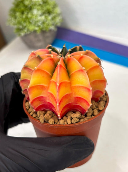 Gymnocalycium Lb Hybrid (gy3) (r3) | Imported Plants
