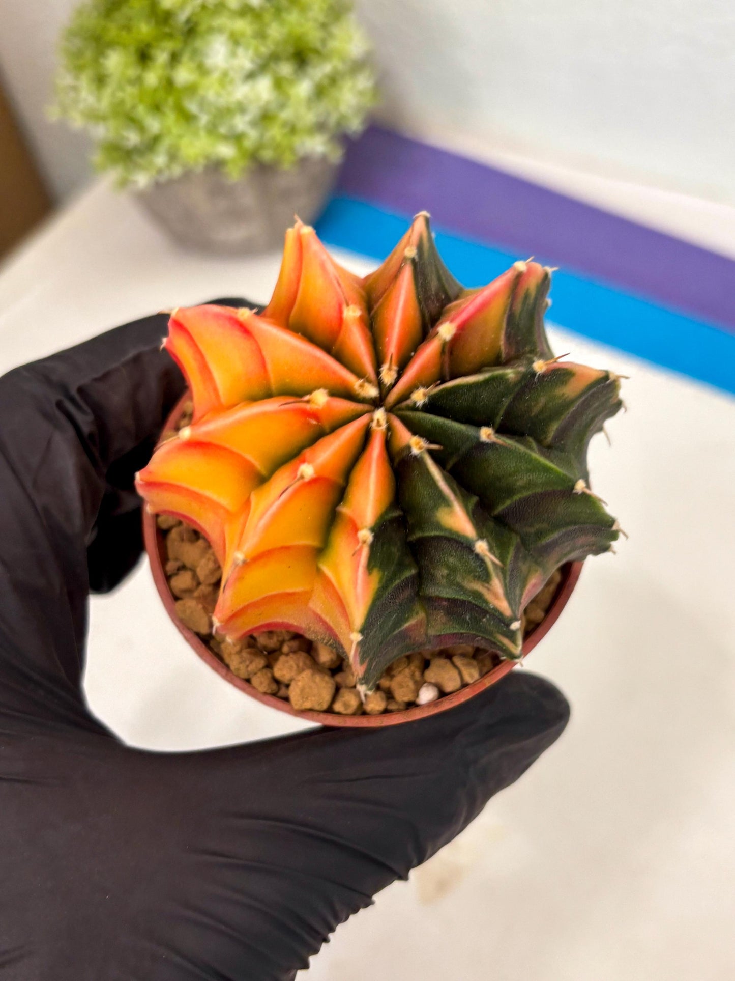 Gymnocalycium Lb Hybrid (gy3) (r3) | Imported Plants