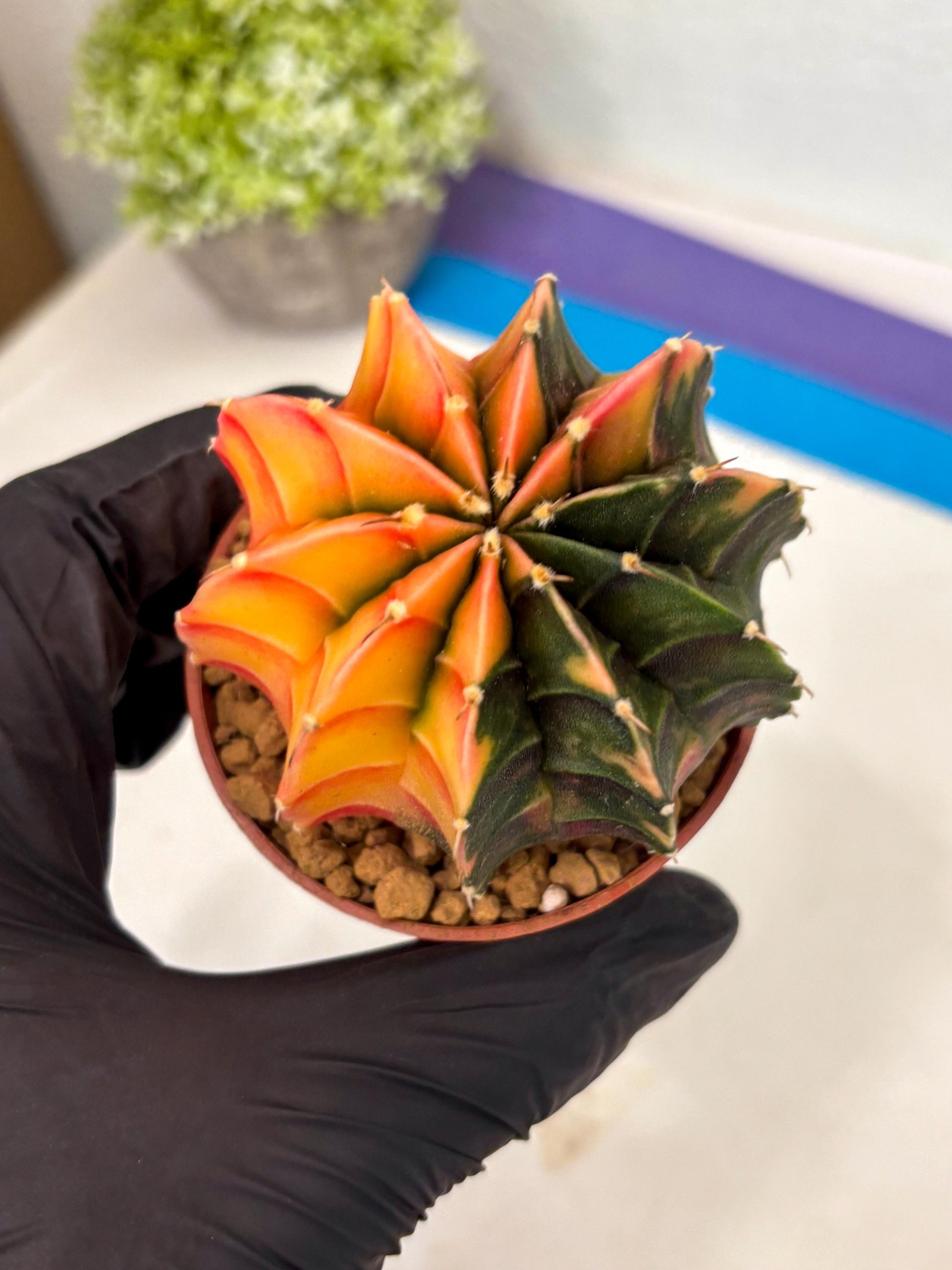 Gymnocalycium Lb Hybrid (gy3) (r3) | Imported Plants