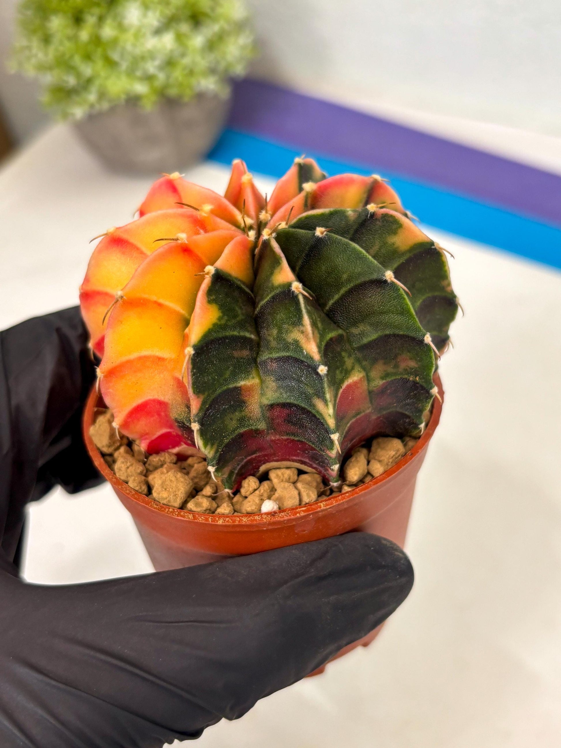 Gymnocalycium Lb Hybrid (gy3) (r3) | Imported Plants