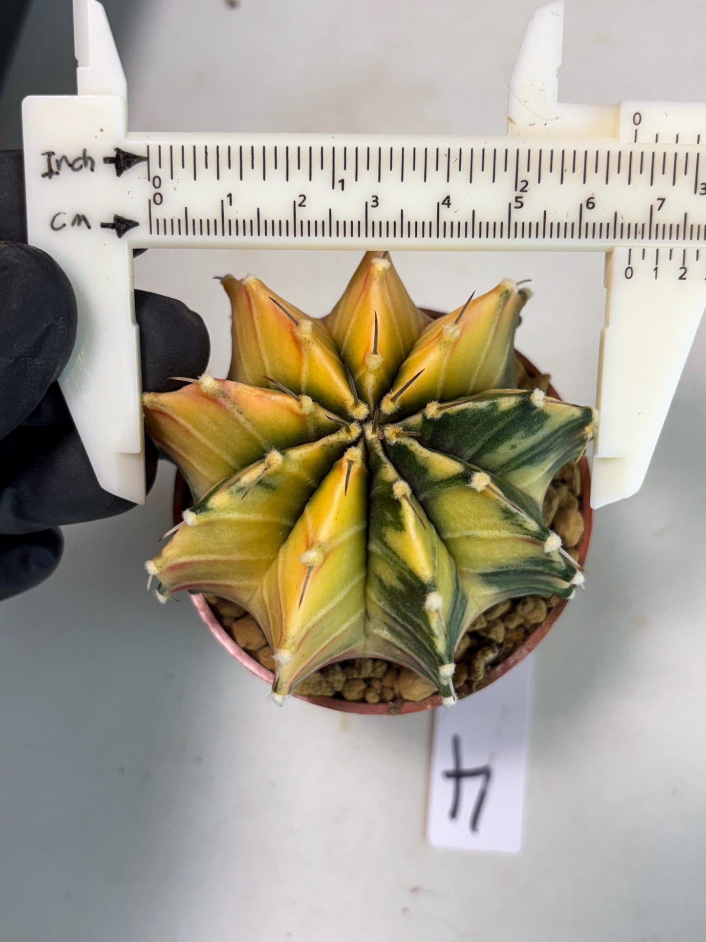 Gymnocalycium Lb Hybrid (gy3) (r4) | Imported Plants