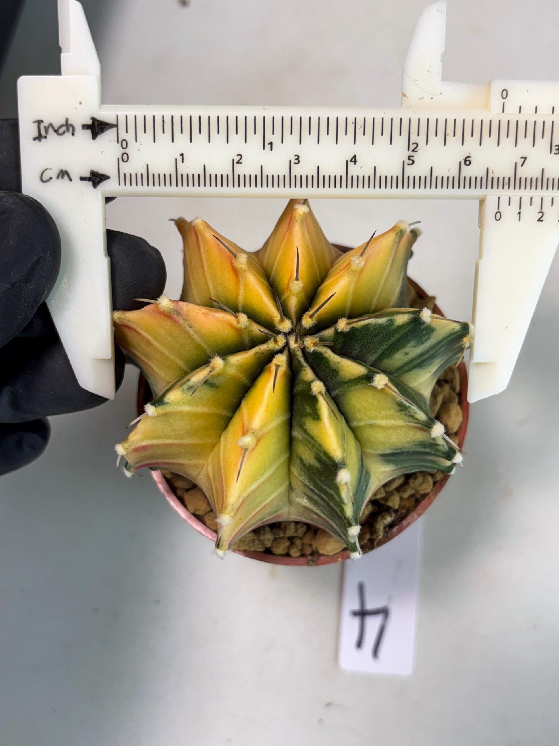 Gymnocalycium Lb Hybrid (gy3) (r4) | Imported Plants