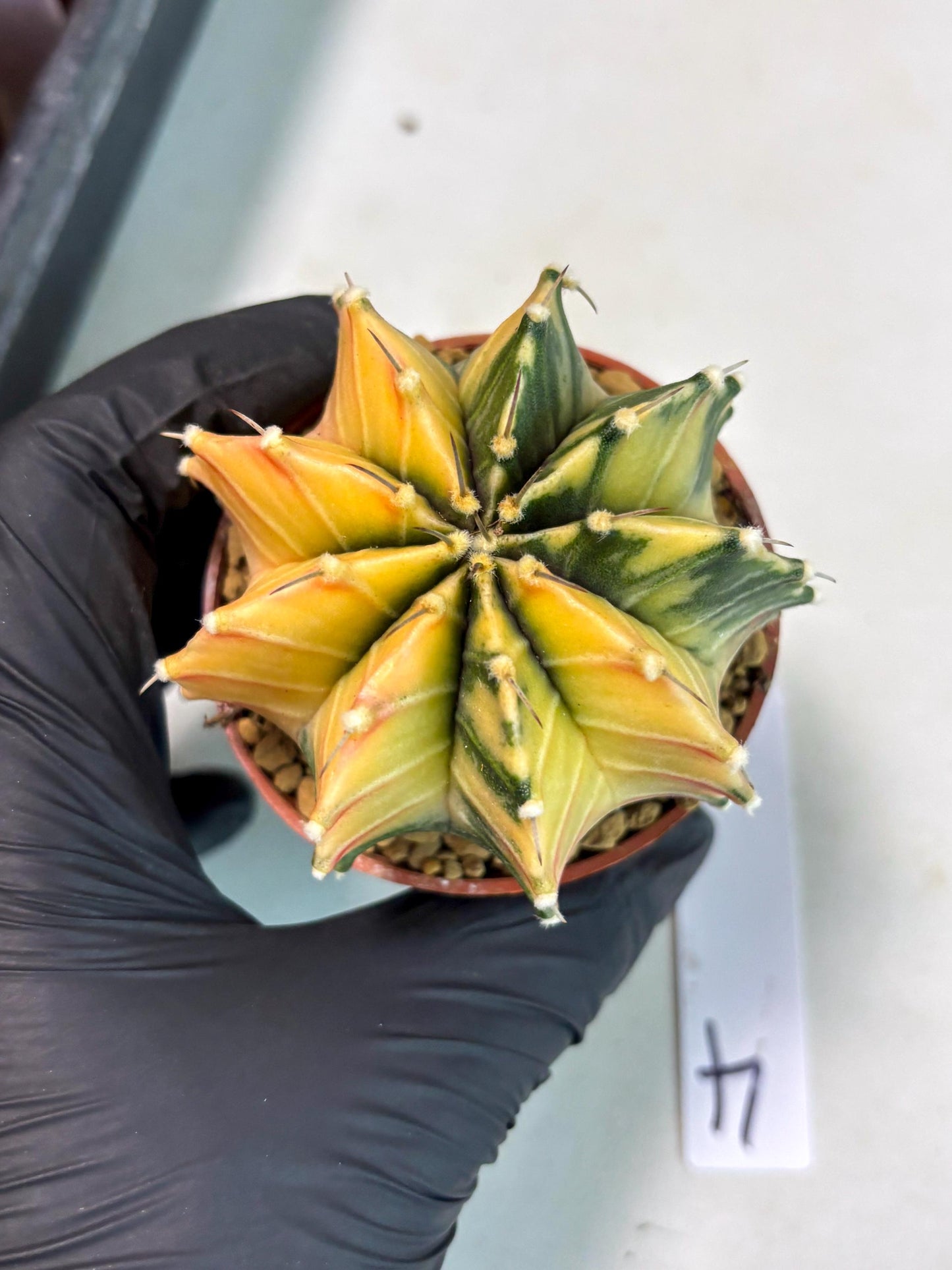 Gymnocalycium Lb Hybrid (gy3) (r4) | Imported Plants