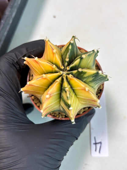 Gymnocalycium Lb Hybrid (gy3) (r4) | Imported Plants