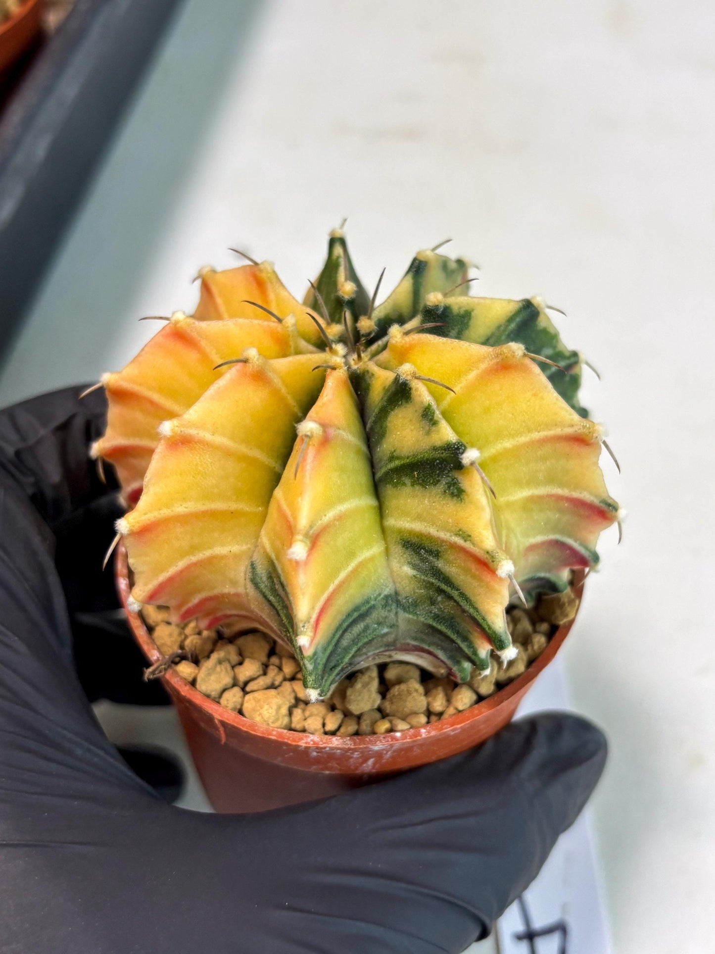 Gymnocalycium Lb Hybrid (gy3) (r4) | Imported Plants