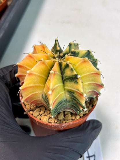 Gymnocalycium Lb Hybrid (gy3) (r4) | Imported Plants