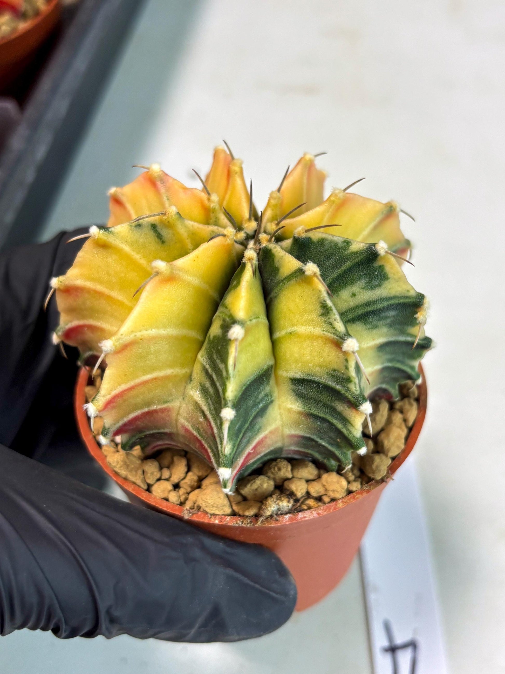Gymnocalycium Lb Hybrid (gy3) (r4) | Imported Plants