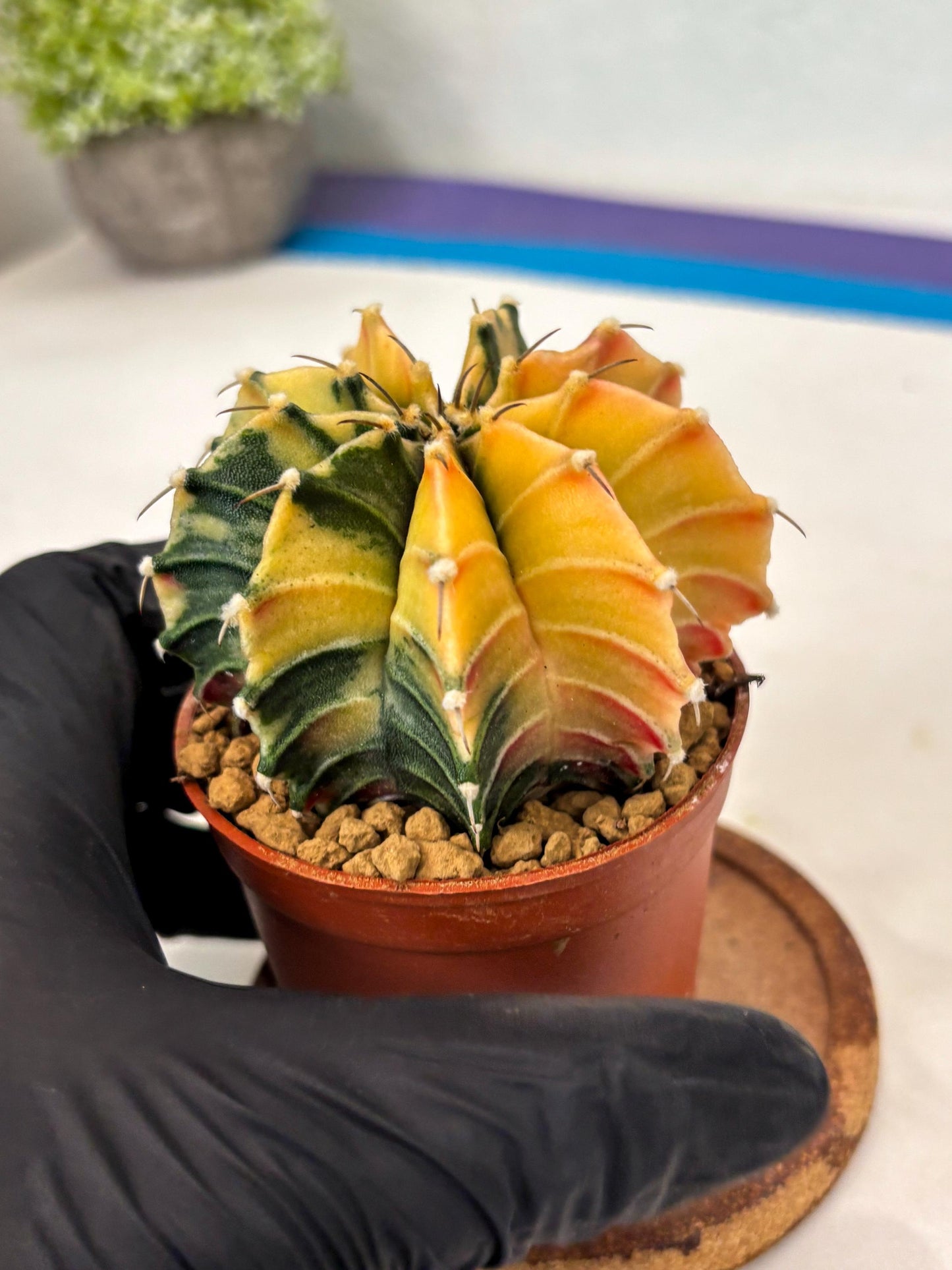 Gymnocalycium Lb Hybrid (gy3) (r4) | Imported Plants