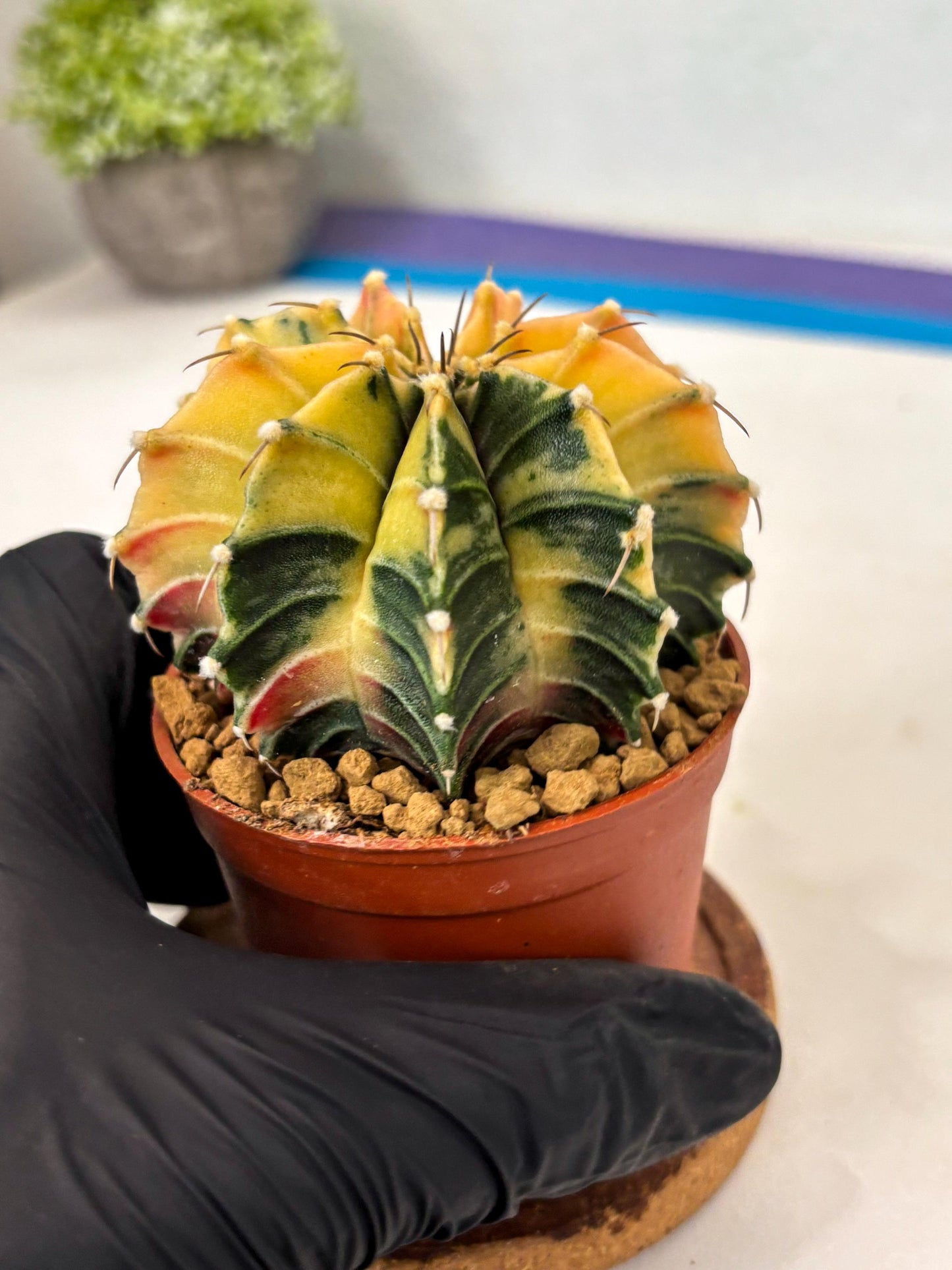 Gymnocalycium Lb Hybrid (gy3) (r4) | Imported Plants