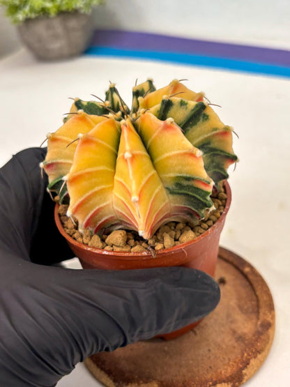 Gymnocalycium Lb Hybrid (gy3) (r4) | Imported Plants