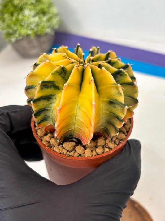 Gymnocalycium Lb Hybrid (gy3) (r5) | Imported Plants