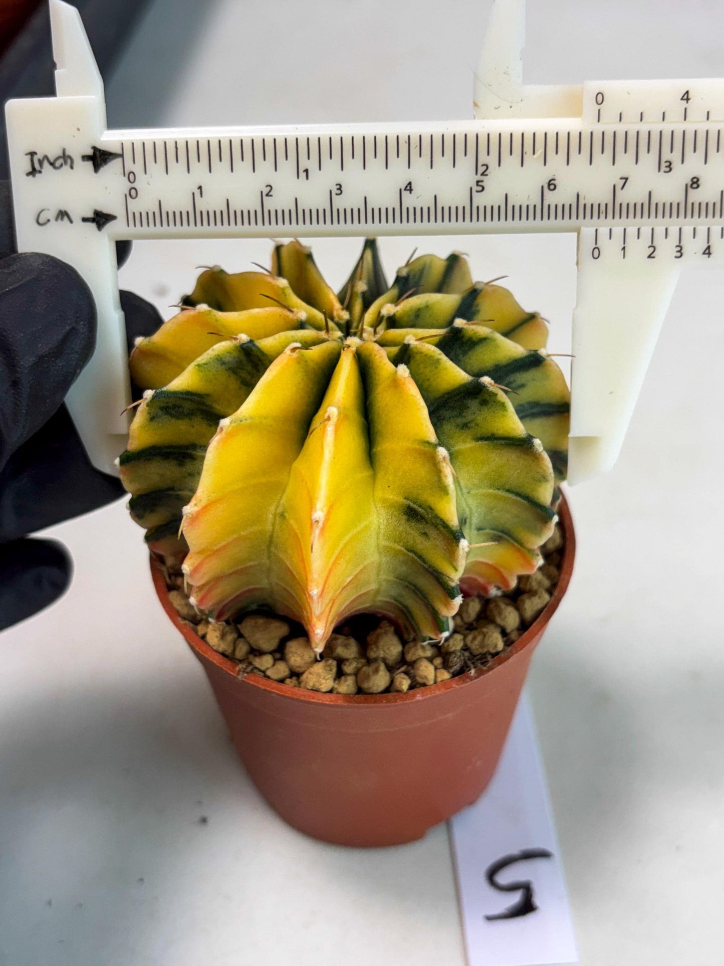 Gymnocalycium Lb Hybrid (gy3) (r5) | Imported Plants