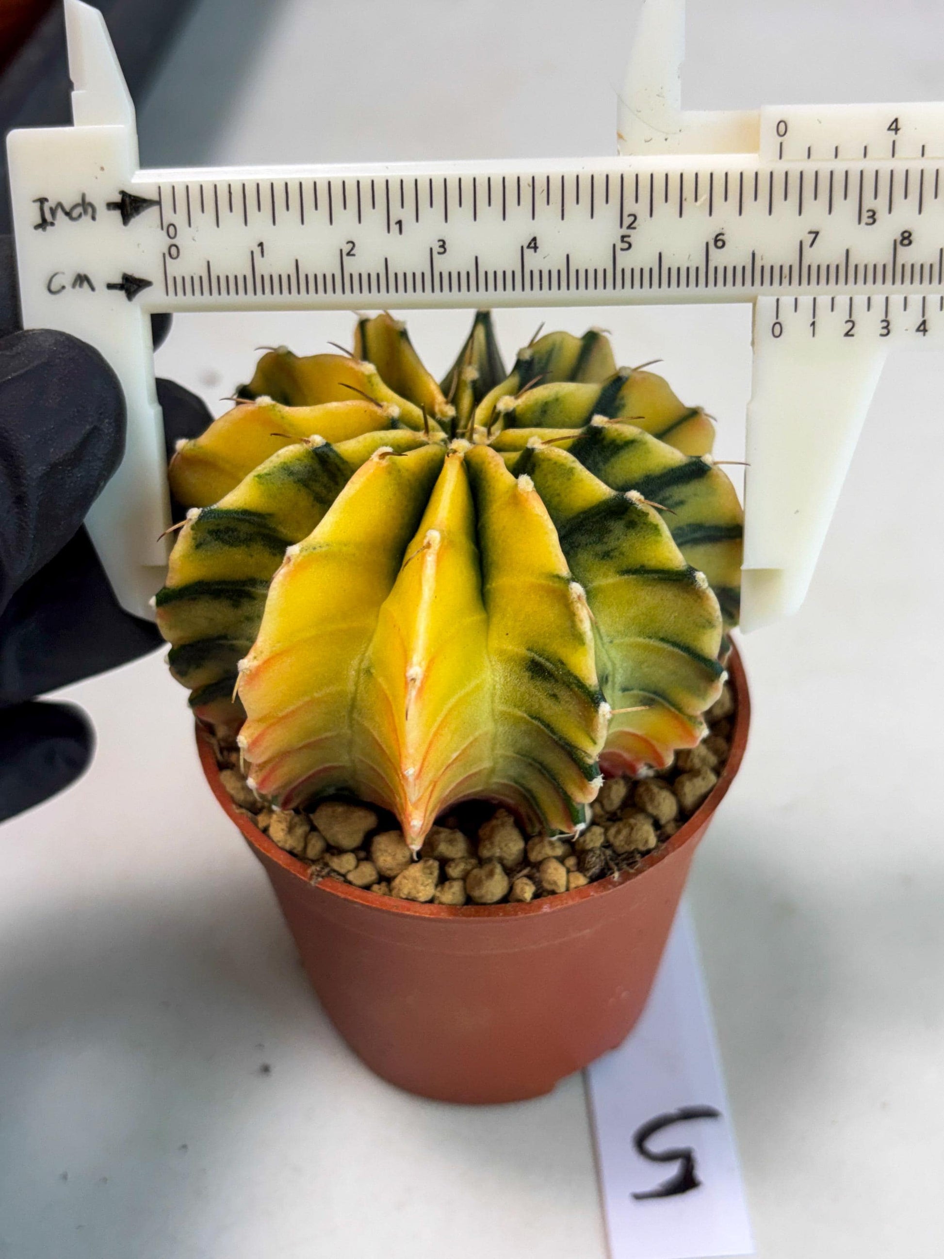Gymnocalycium Lb Hybrid (gy3) (r5) | Imported Plants