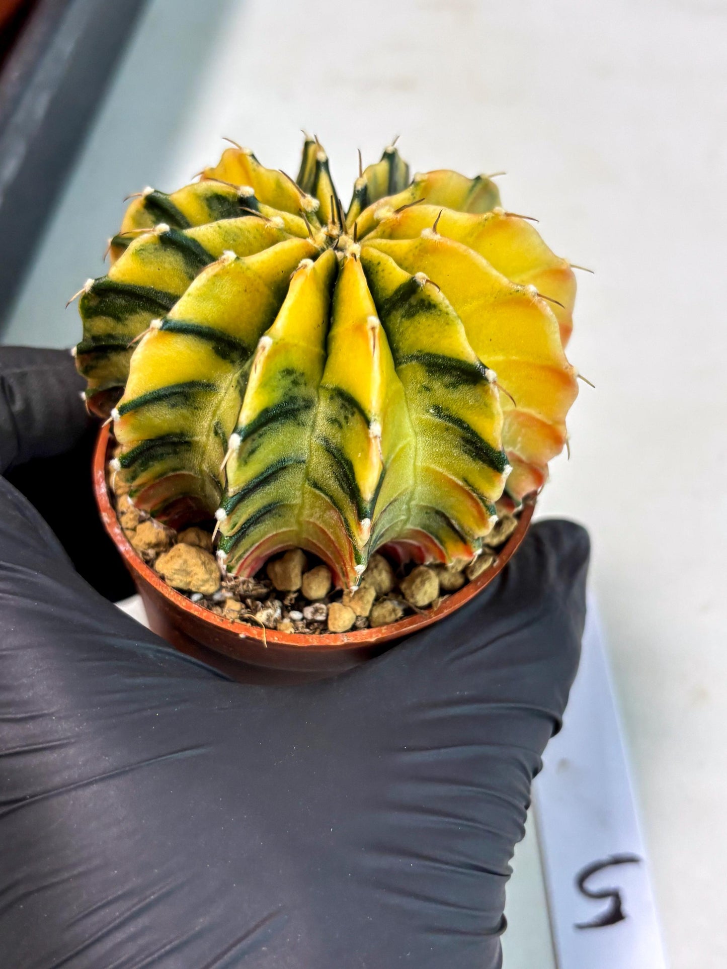 Gymnocalycium Lb Hybrid (gy3) (r5) | Imported Plants