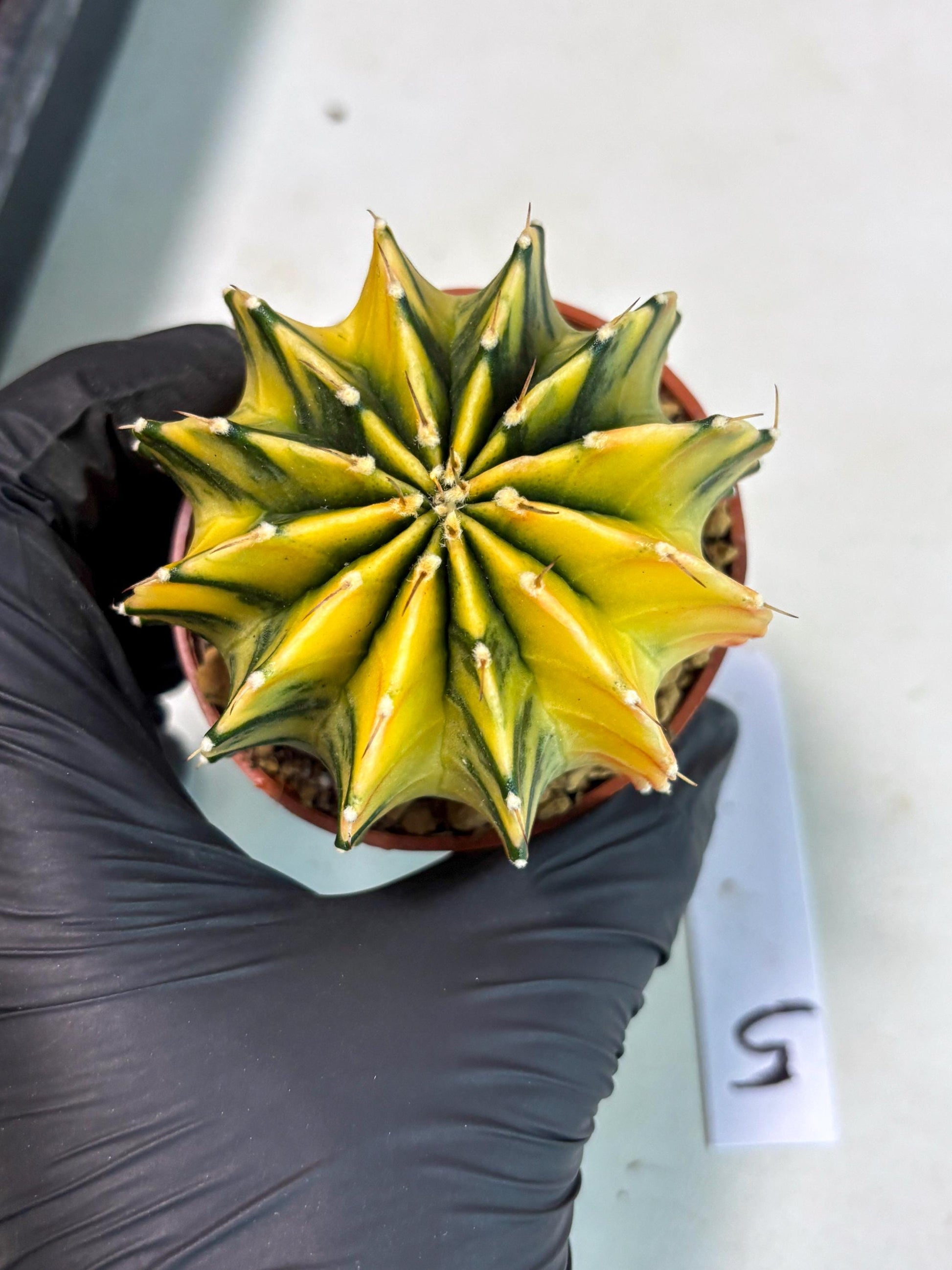 Gymnocalycium Lb Hybrid (gy3) (r5) | Imported Plants