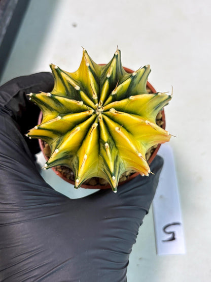 Gymnocalycium Lb Hybrid (gy3) (r5) | Imported Plants