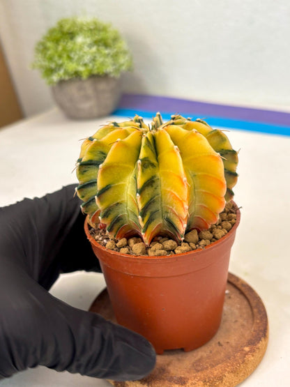 Gymnocalycium Lb Hybrid (gy3) (r5) | Imported Plants