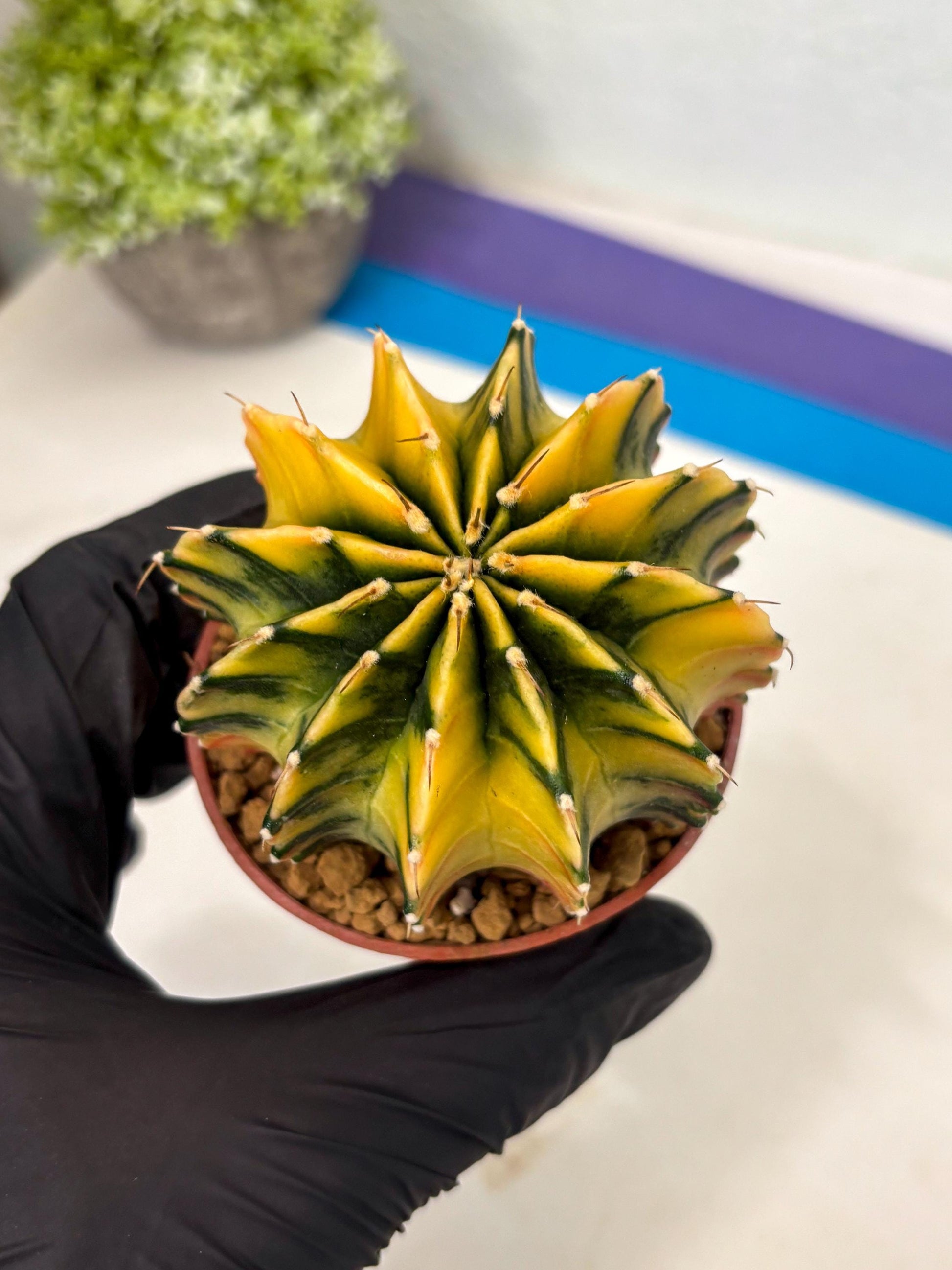 Gymnocalycium Lb Hybrid (gy3) (r5) | Imported Plants