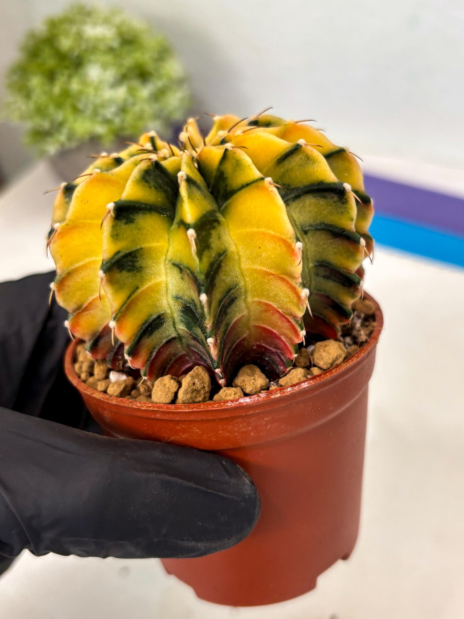 Gymnocalycium Lb Hybrid (gy3) (r5) | Imported Plants