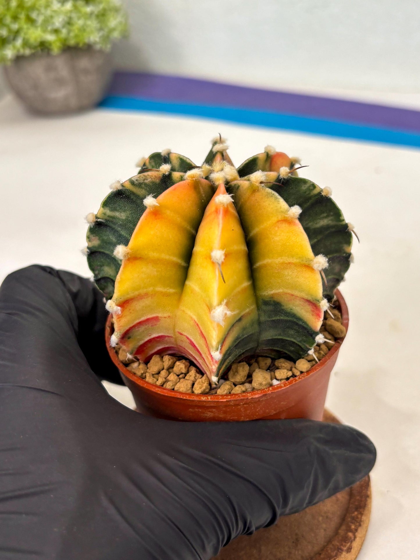 Gymnocalycium Lb Hybrid (gy3) (r6) | Imported Plants