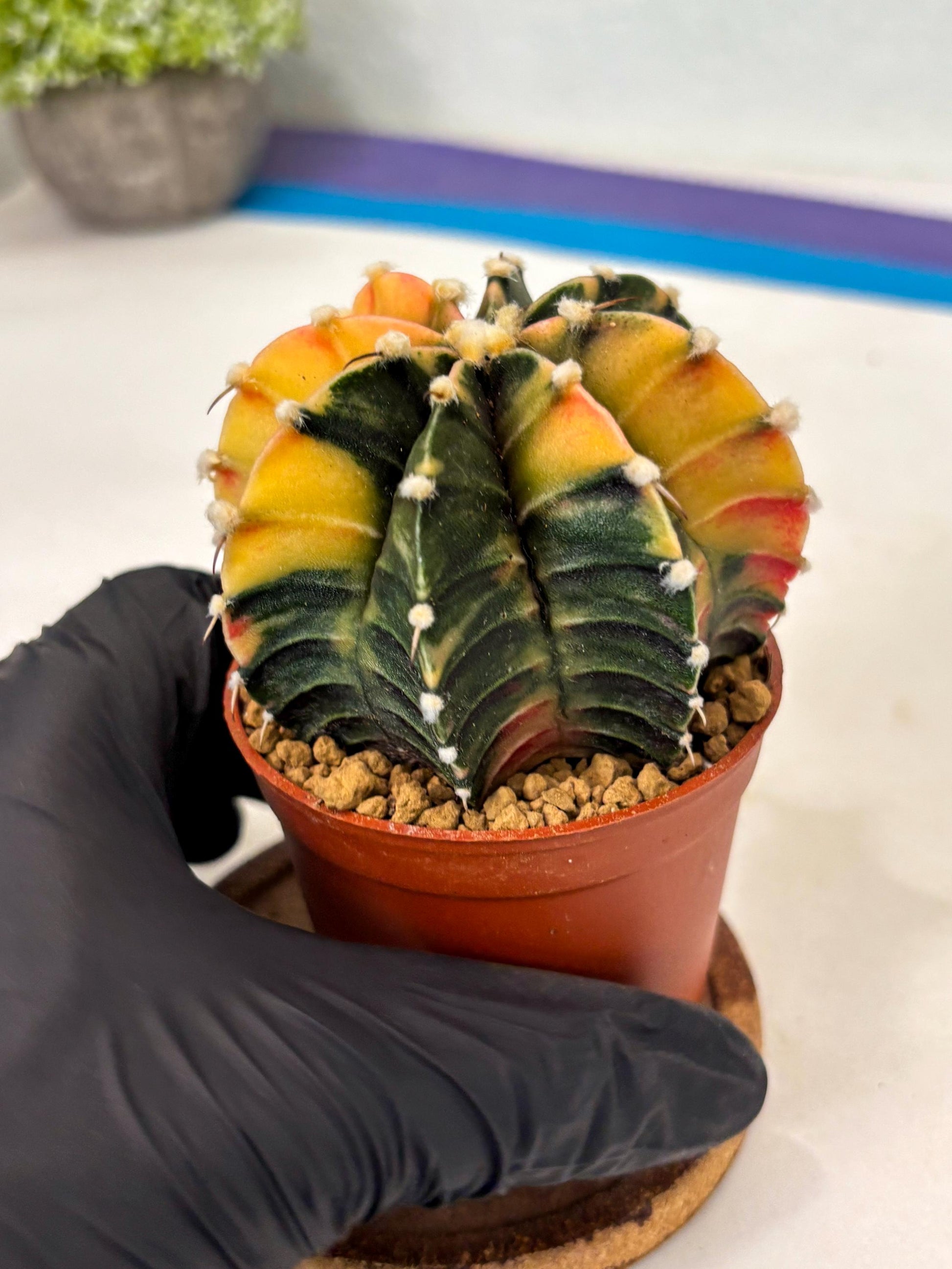 Gymnocalycium Lb Hybrid (gy3) (r6) | Imported Plants