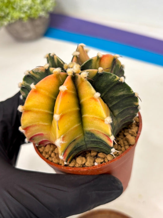 Gymnocalycium Lb Hybrid (gy3) (r6) | Imported Plants