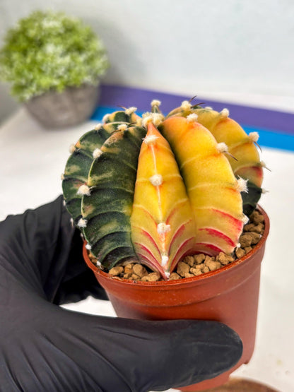Gymnocalycium Lb Hybrid (gy3) (r6) | Imported Plants