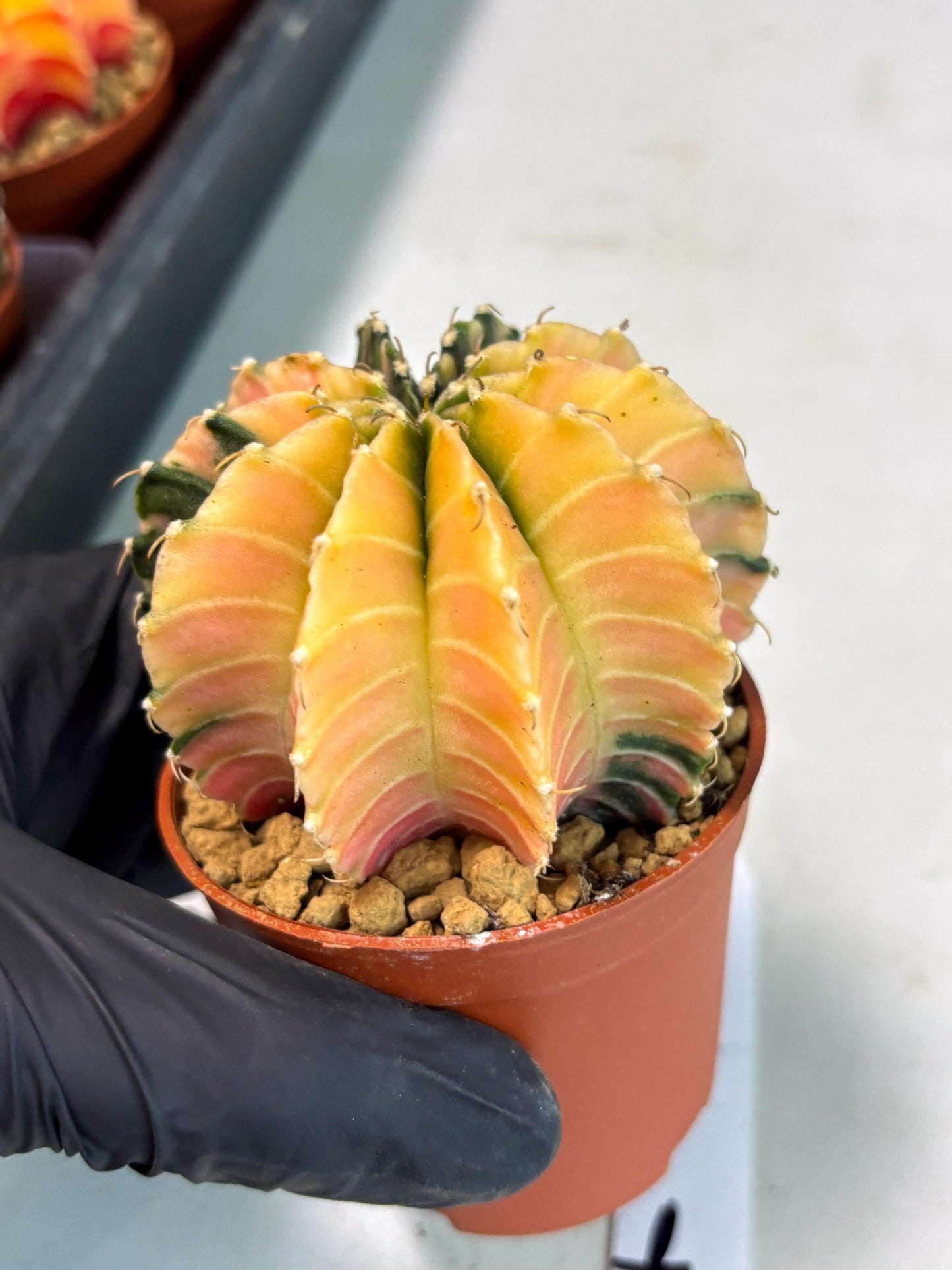 Gymnocalycium Lb Hybrid (gy3) (r7) | Imported Plants