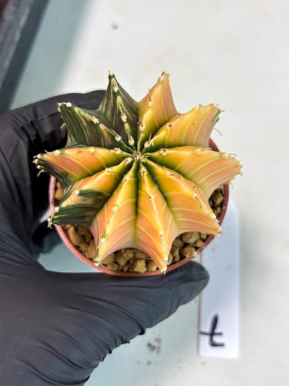 Gymnocalycium Lb Hybrid (gy3) (r7) | Imported Plants