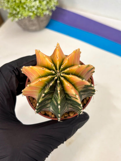 Gymnocalycium Lb Hybrid (gy3) (r7) | Imported Plants