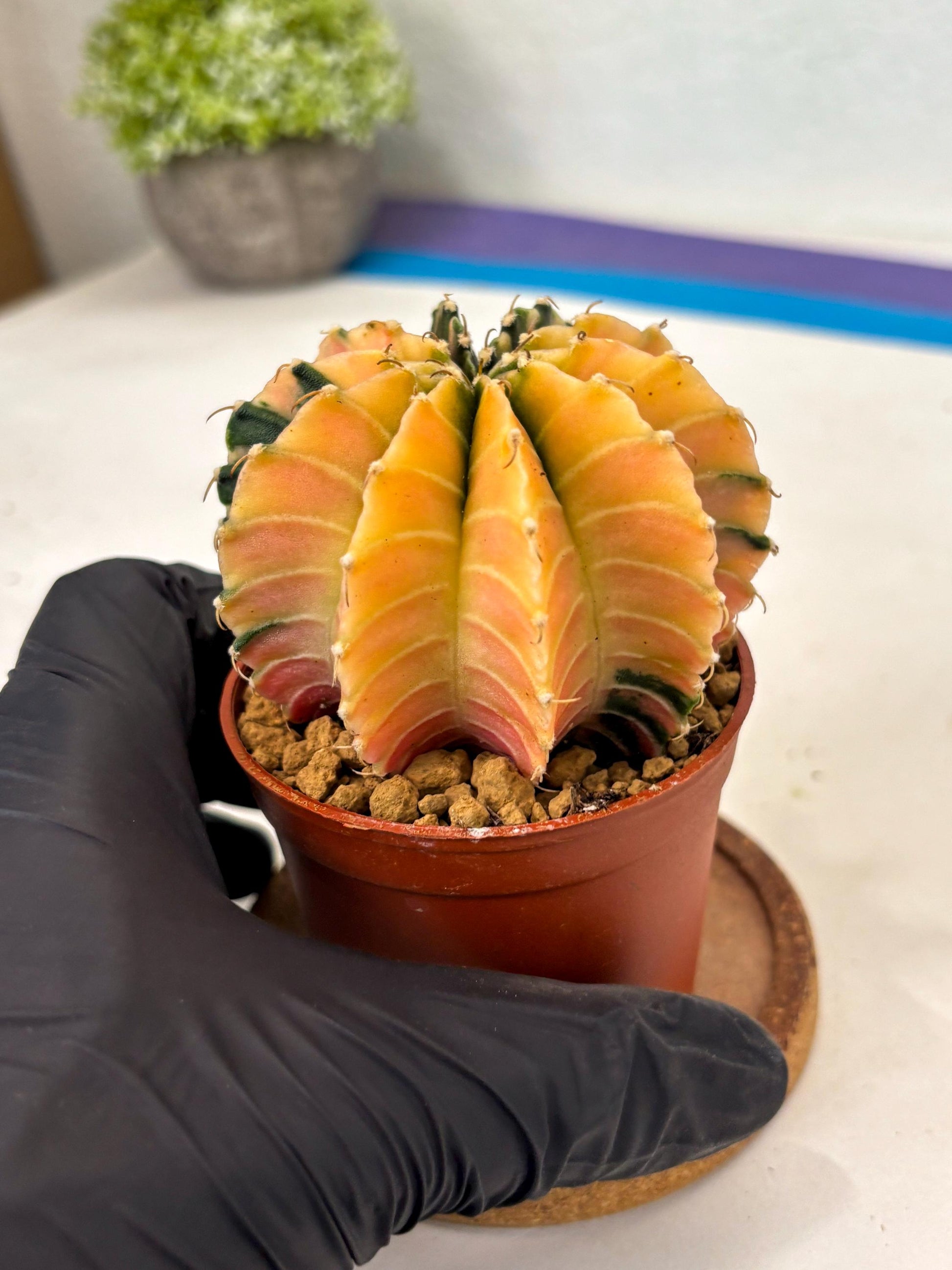 Gymnocalycium Lb Hybrid (gy3) (r7) | Imported Plants