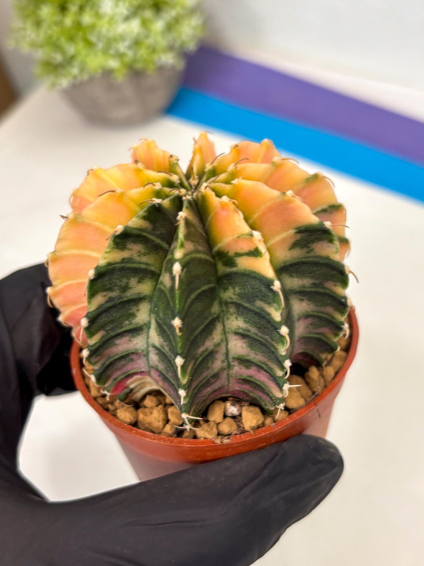 Gymnocalycium Lb Hybrid (gy3) (r7) | Imported Plants
