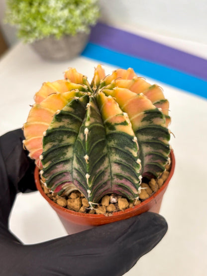 Gymnocalycium Lb Hybrid (gy3) (r7) | Imported Plants